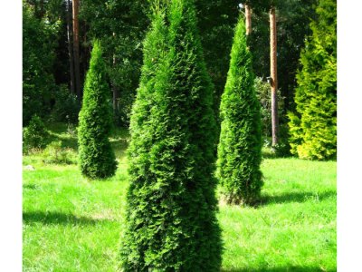 Thuja-smaragd