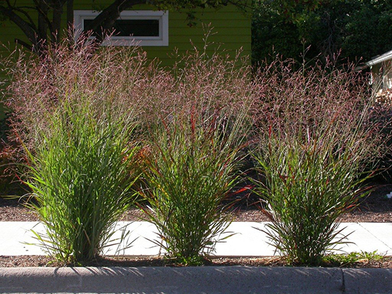 просо-switchgrass-plants