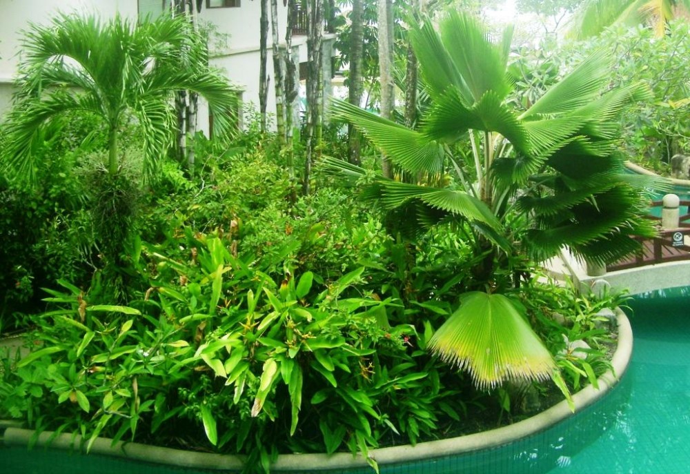 растения для тропического зимнего сада