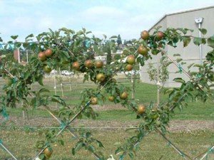 Сетчатая пальмета из яблони