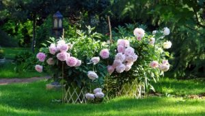 Пион молочноцветковый ”Sarah Bernhardt”