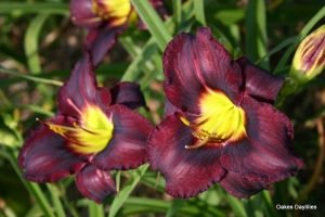 Лилейник Black Ambrosia