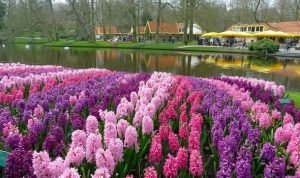 Гиацинты в Keukenhof. Парк цветов в Нидерландах