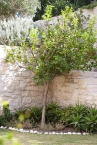 Греческий сад подпорная стенка