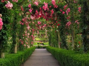 Розовый розовый сад