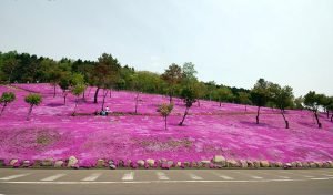 Розовый сад на Хокайдо. Япония.