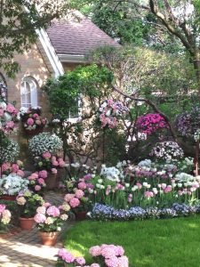 розовый весенний сад