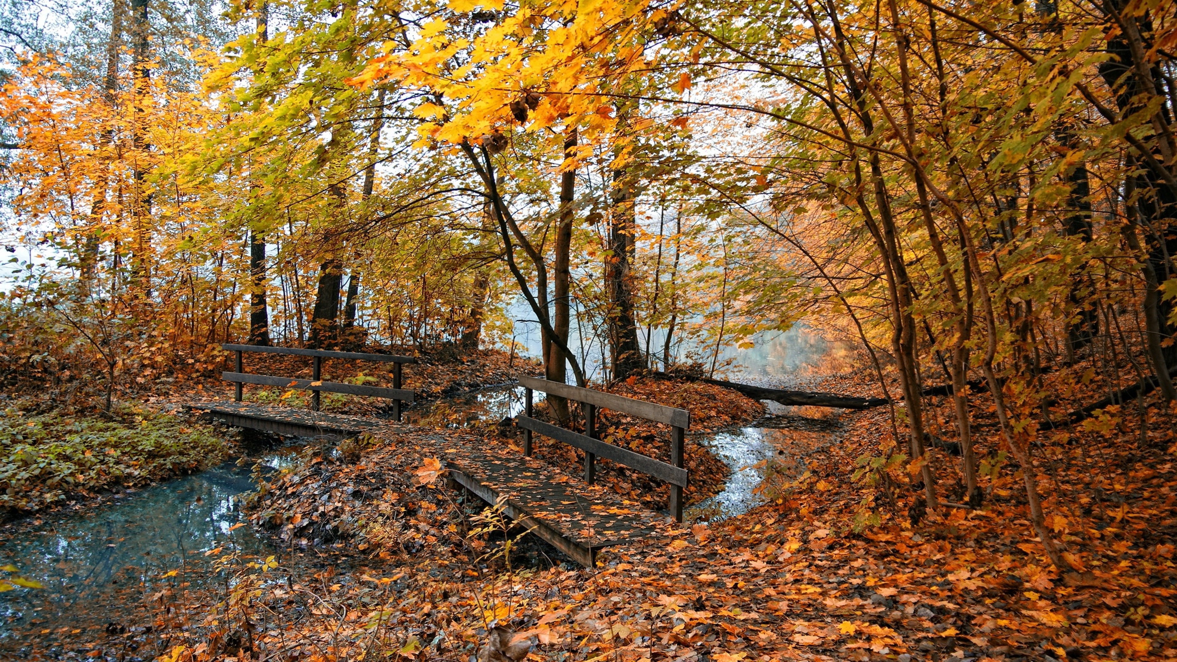 Невероятная осень. Осенний пейзаж. Осенняя река. Природа осень. Осенний лес.