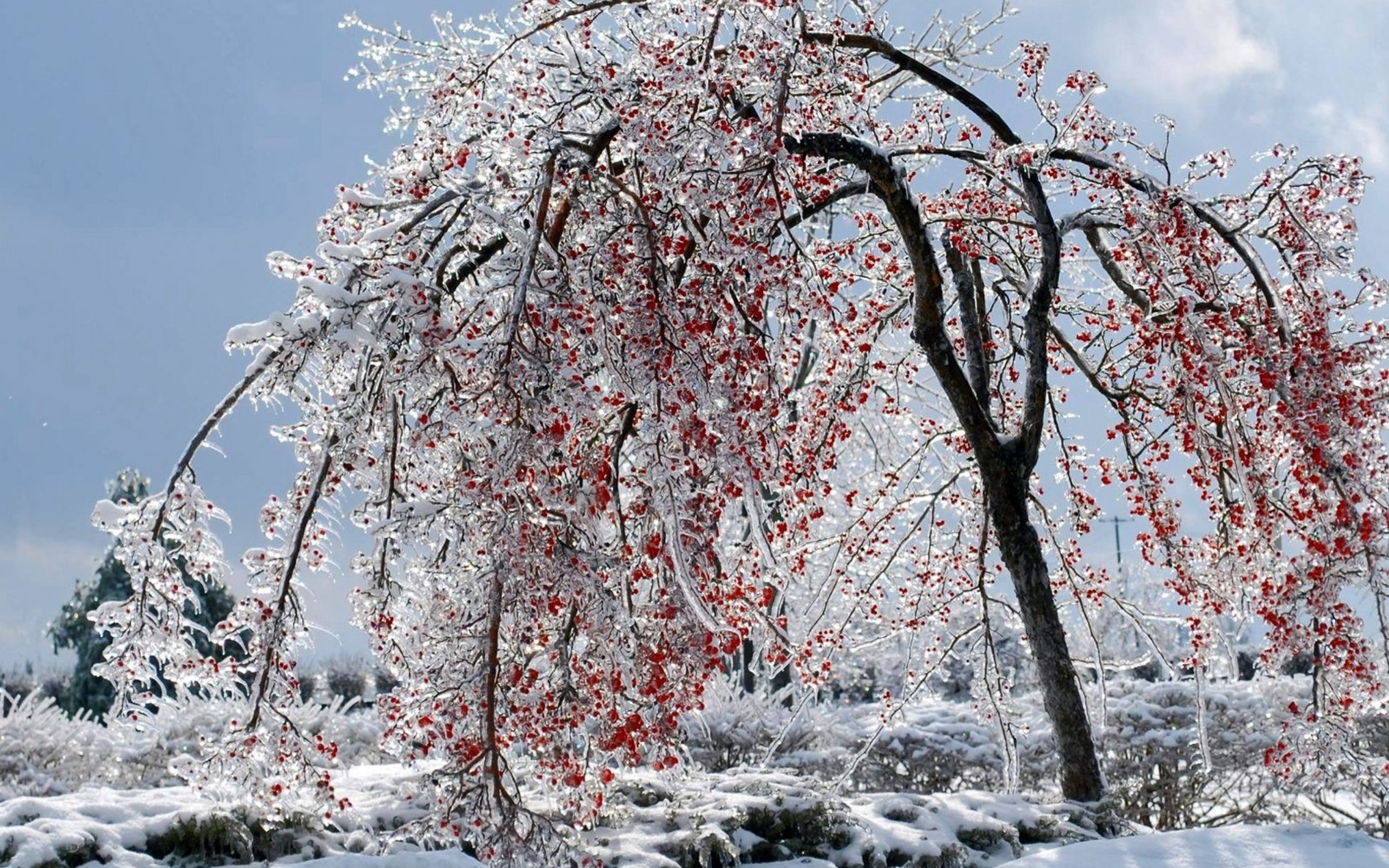 Яблоня зимой. Вишня зимой. Сакура зимой. Ледяные деревья. Вишня на снегу.