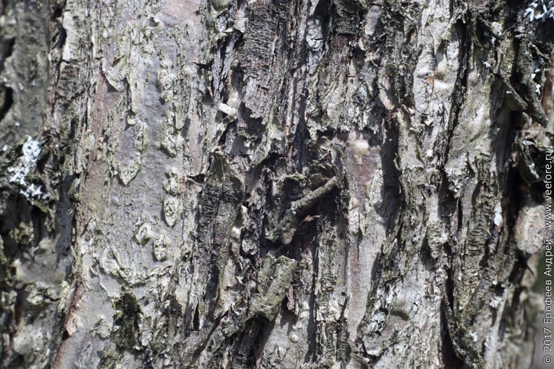 Early Season Disease Management Purdue University Facts for Fancy Fruit